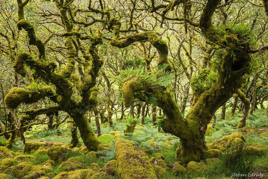 Forests of the World | Nature Photography by Ștefan Istrate