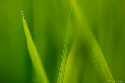 Singles | Nature Photography by Ștefan Istrate